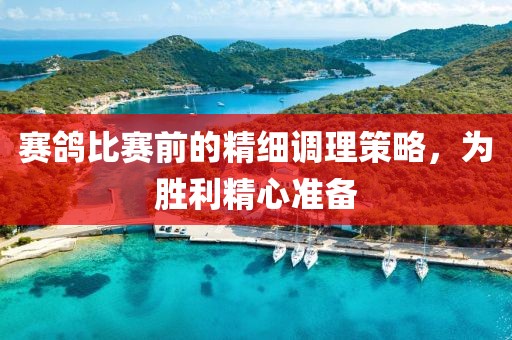 賽鴿比賽前的精細(xì)調(diào)理策略，為勝利精心準(zhǔn)備