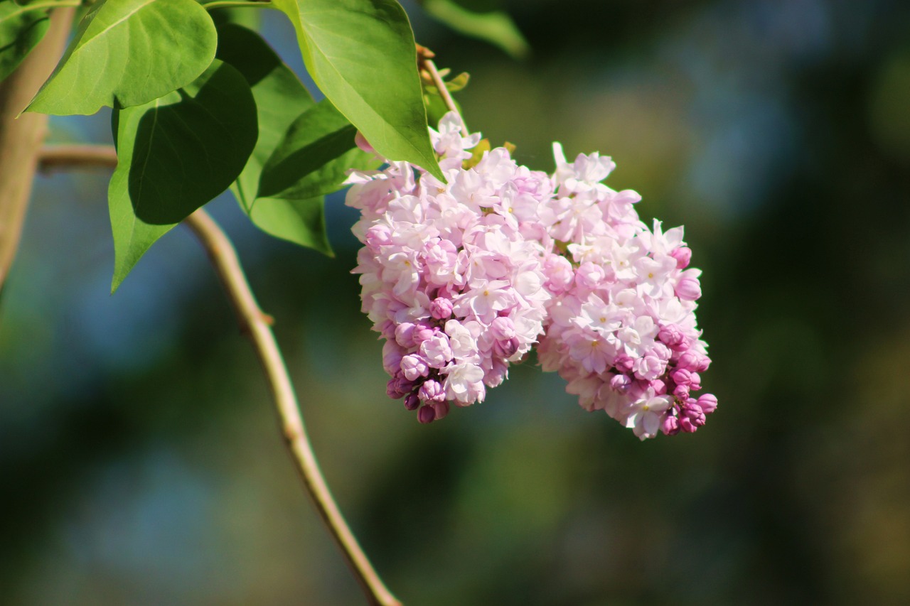 孟村百城，繁榮與發(fā)展并進(jìn)的步伐最新動(dòng)態(tài)