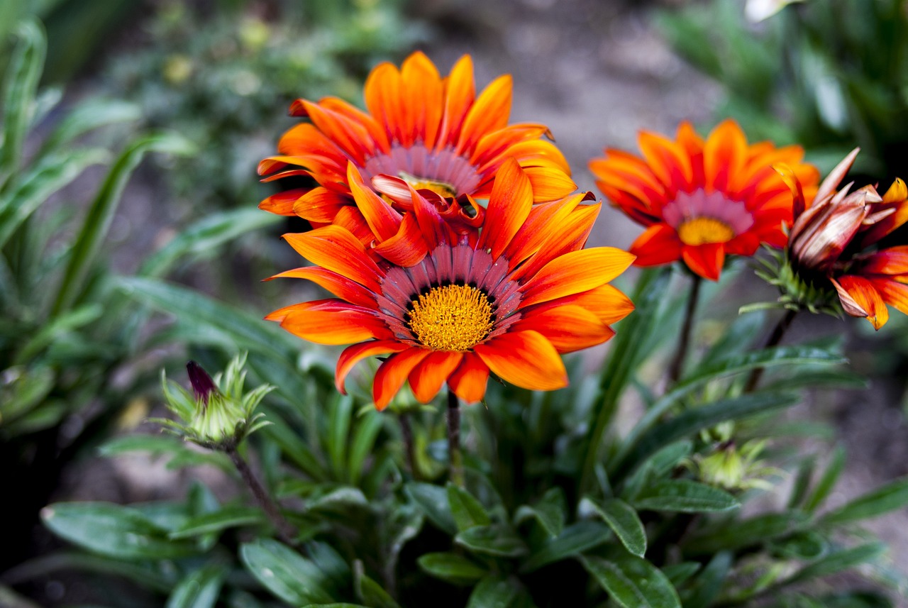 高密最新司機招聘信息解析與動態(tài)速遞