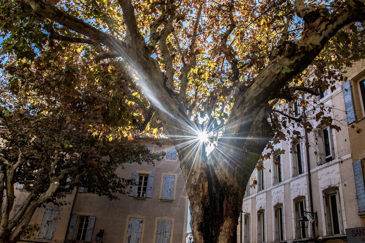 楊小梔最新動(dòng)態(tài)揭秘，探索未知領(lǐng)域，持續(xù)閃耀光芒之路