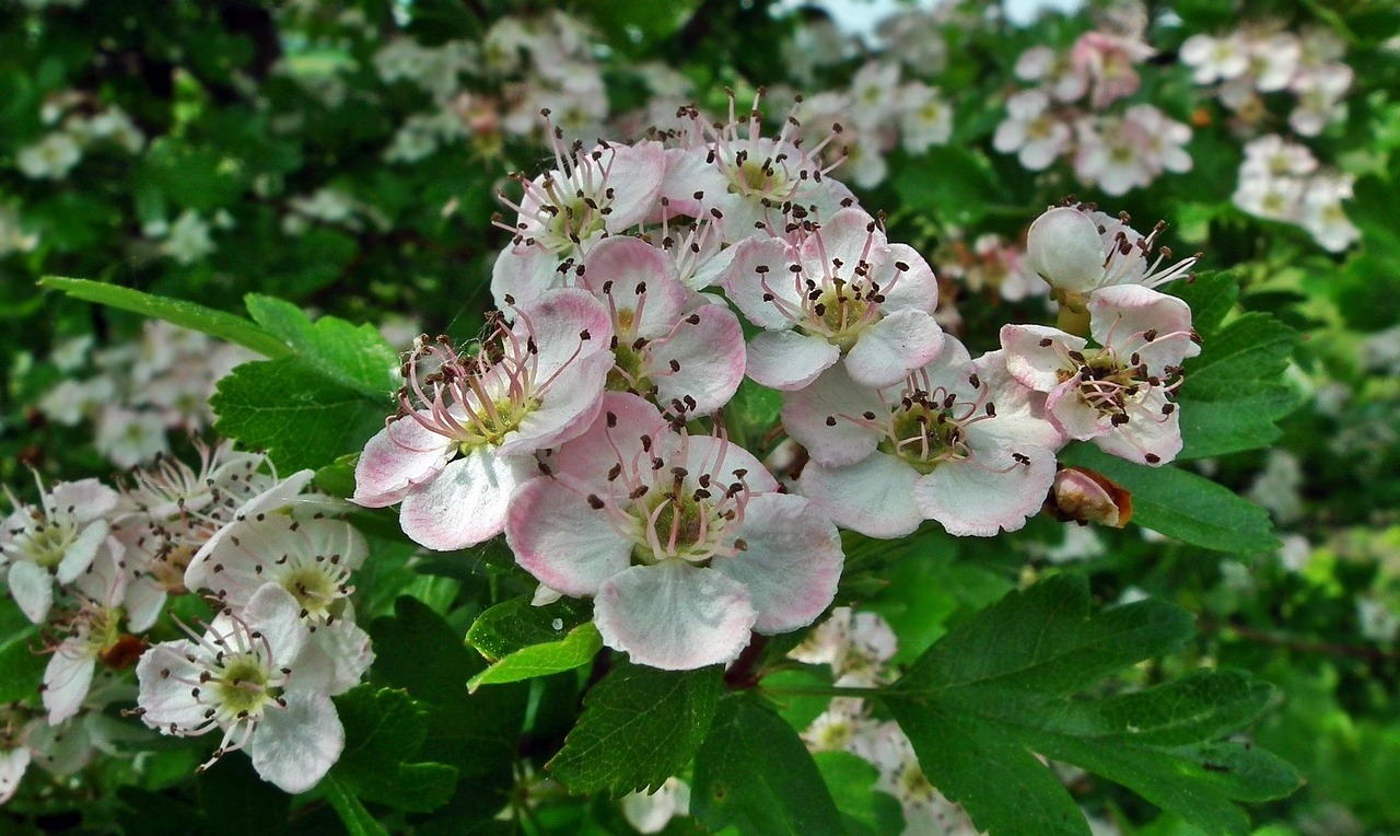 固安清河花園最新動(dòng)態(tài)揭秘，未來美好藍(lán)圖展望