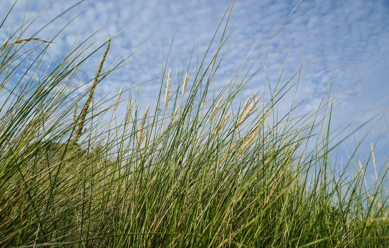 稻谷最新價格行情及深度分析