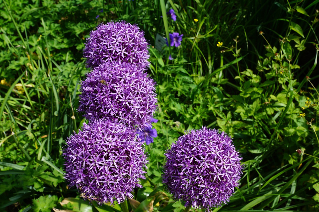 新大洲持續(xù)創(chuàng)新，邁向未來(lái)，最新動(dòng)態(tài)概覽