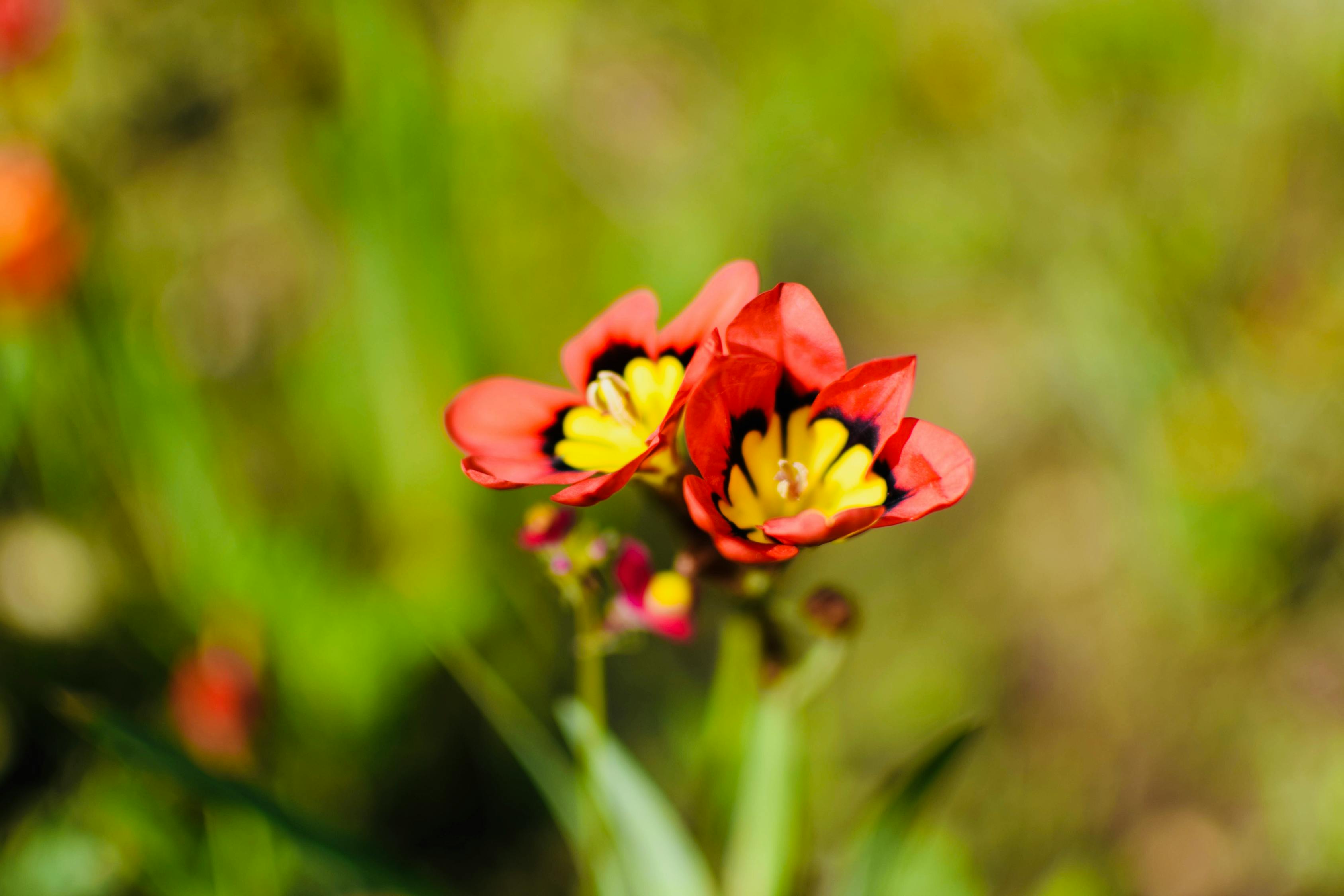 電影情挑六月花，魅力綻放的六月之花