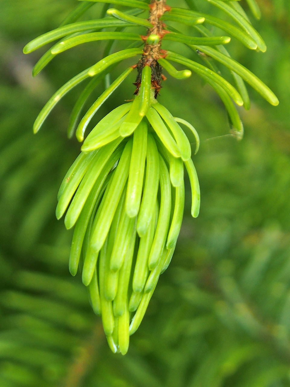 新澳天天開獎(jiǎng)資料大全下載安裝，綠色的870.52