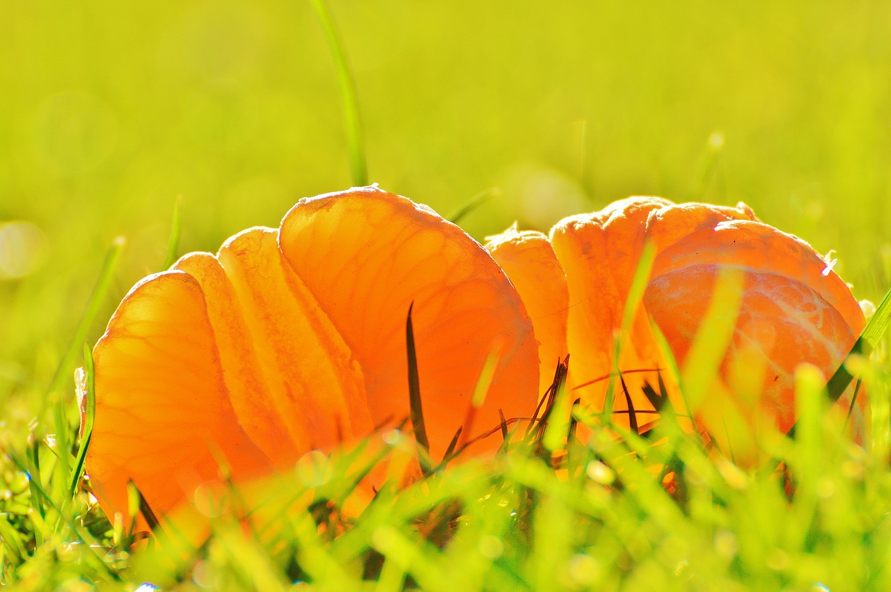 梅子黃時(shí)雨最新作品集，詩(shī)意與情感的交織之美探索