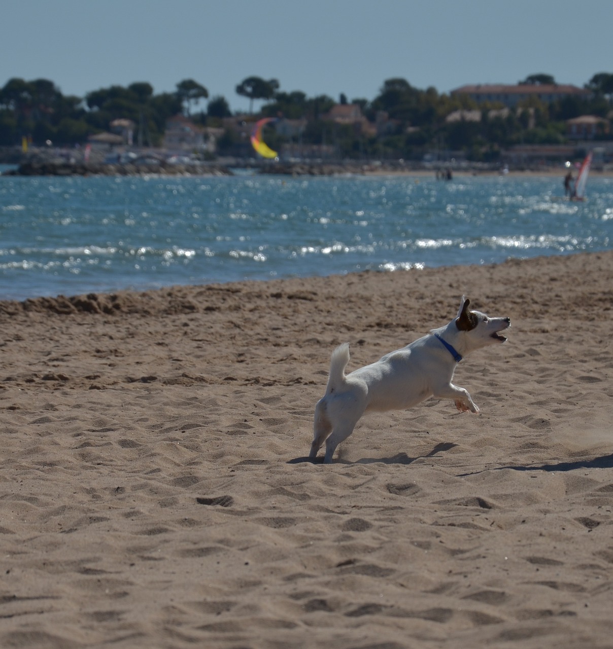 九江龍舟比賽的獨(dú)特魅力與激情展現(xiàn)