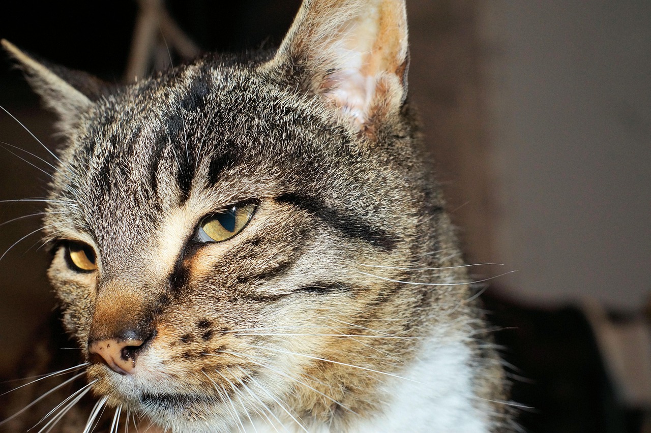 寧夏地震動態(tài)，監(jiān)測、救援與公眾關(guān)注最新進展