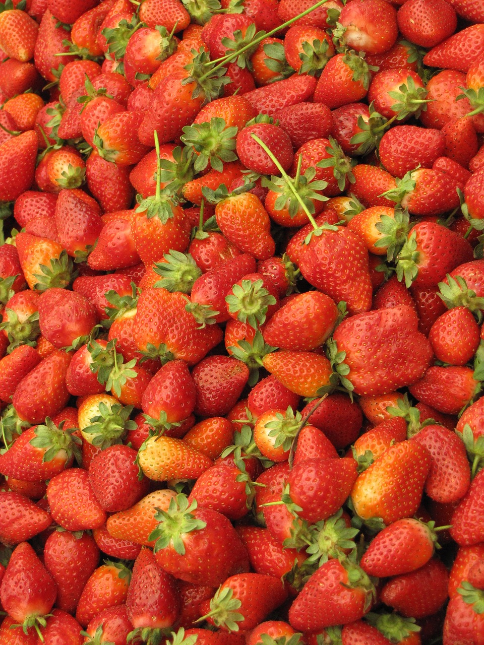 新鮮草莓采摘，一場自然甜美的探索之旅