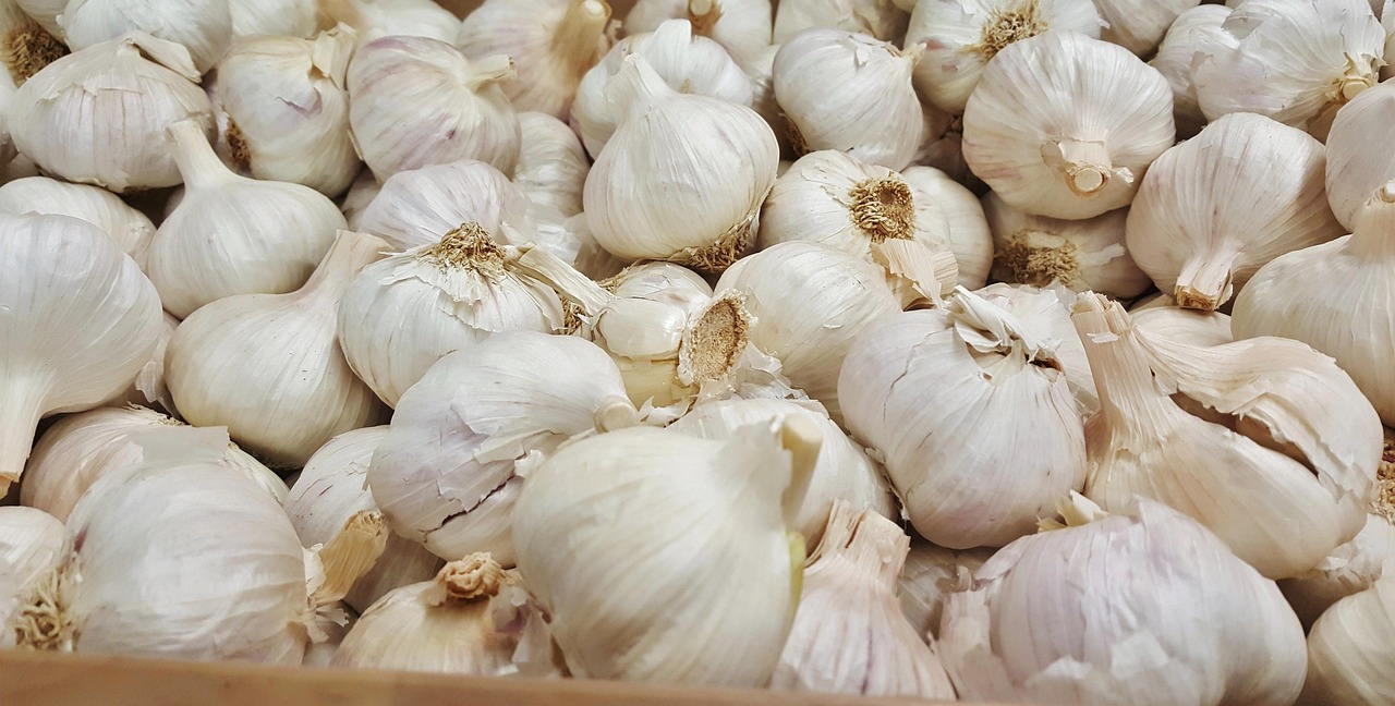 商河大蒜價(jià)格最新行情及分析