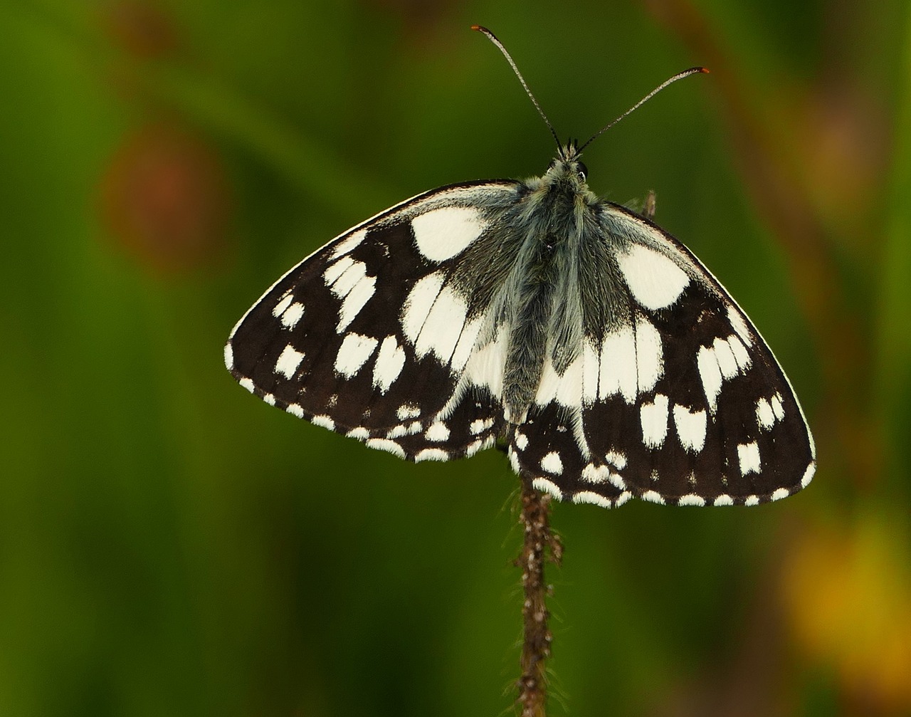 北京菜百今日金價動態(tài)，最新價格、市場解讀與趨勢分析