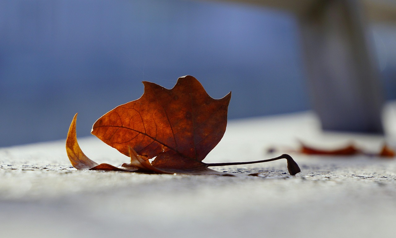 葉凌天最新動態(tài)，探索無盡可能的前景