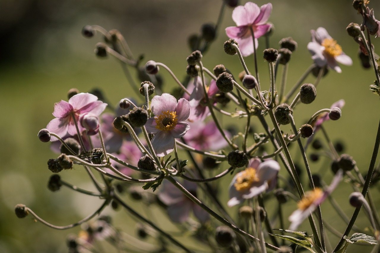 全球疫情最新動(dòng)態(tài)，現(xiàn)狀通報(bào)與應(yīng)對(duì)策略探討