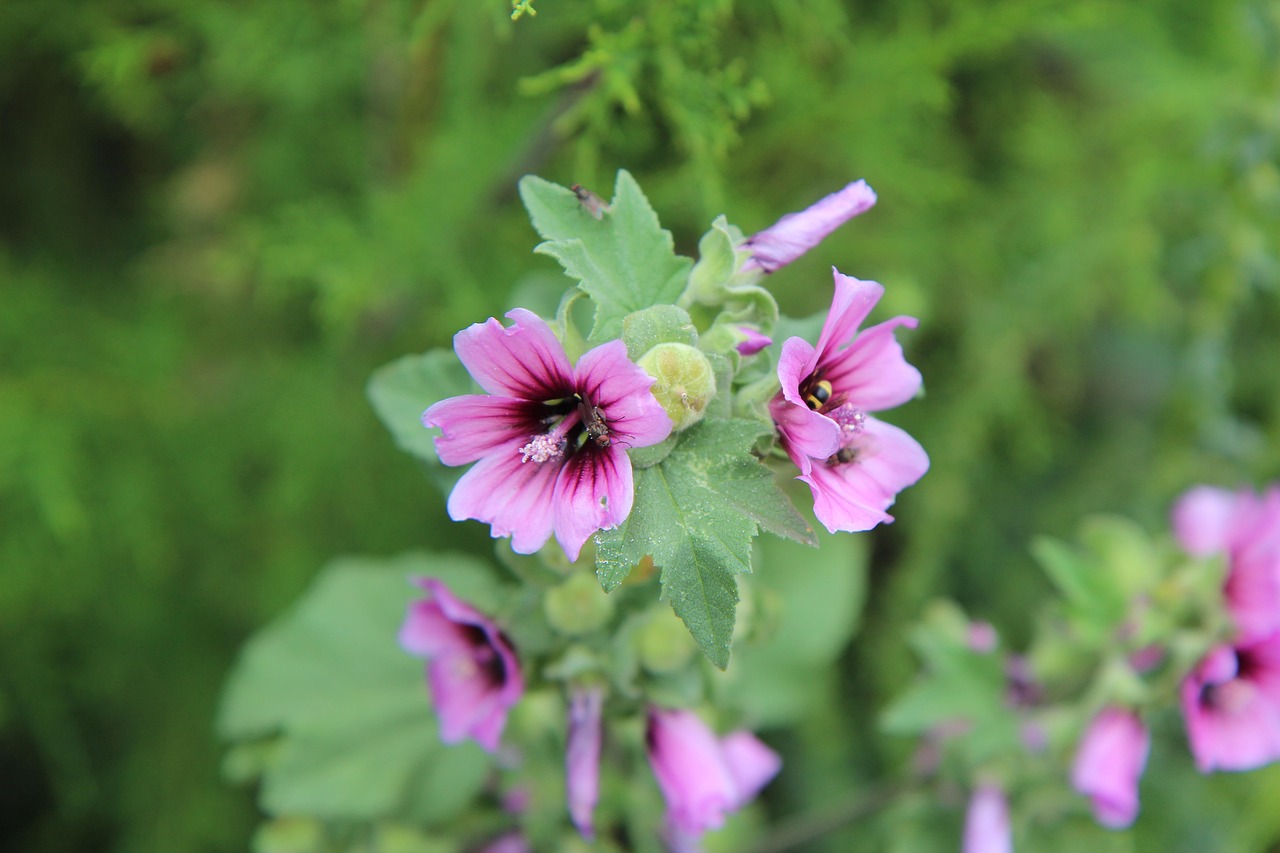 夏枯草價(jià)格及其影響因素解析