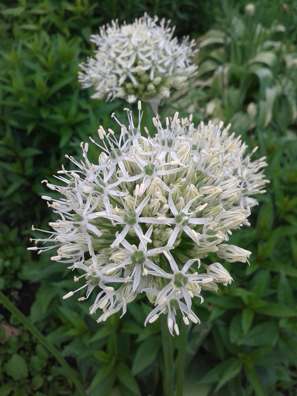 初夏若雨待花開，最新動(dòng)態(tài)與綻放美景
