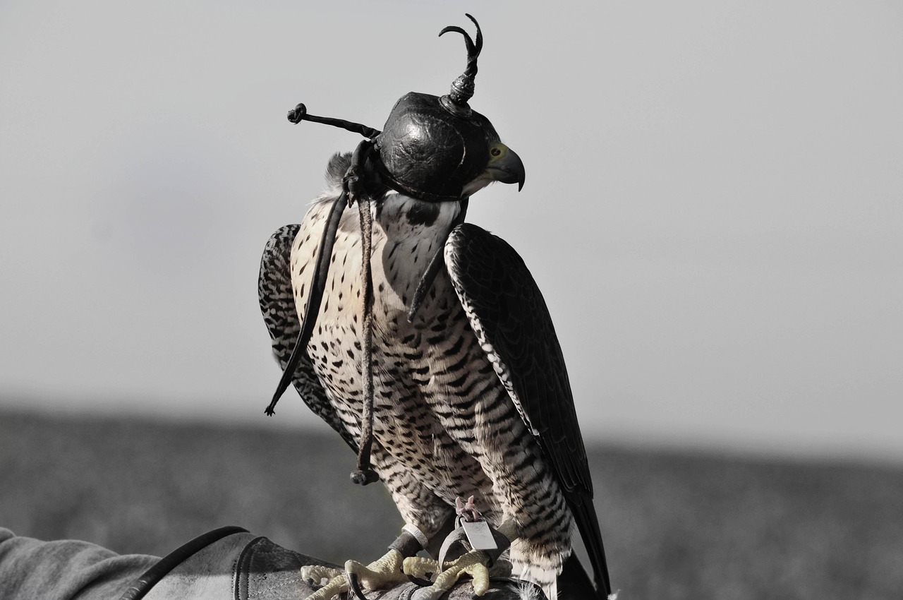 老鷹蓄勢(shì)待發(fā)，NBA最新動(dòng)態(tài)展現(xiàn)高飛態(tài)勢(shì)