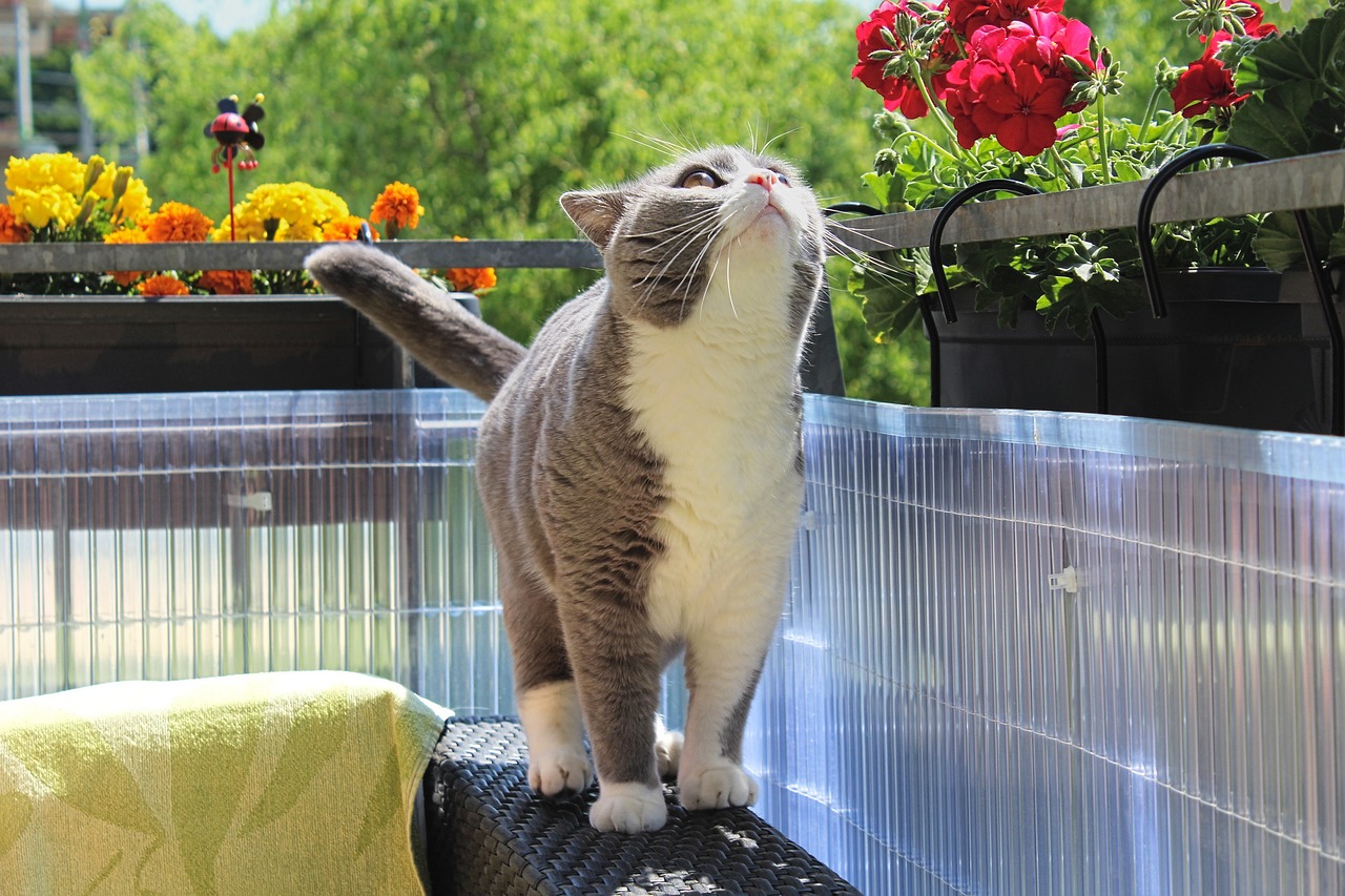 動(dòng)漫頭像貓咪，萌文化的獨(dú)特魅力與流行趨勢(shì)的體現(xiàn)