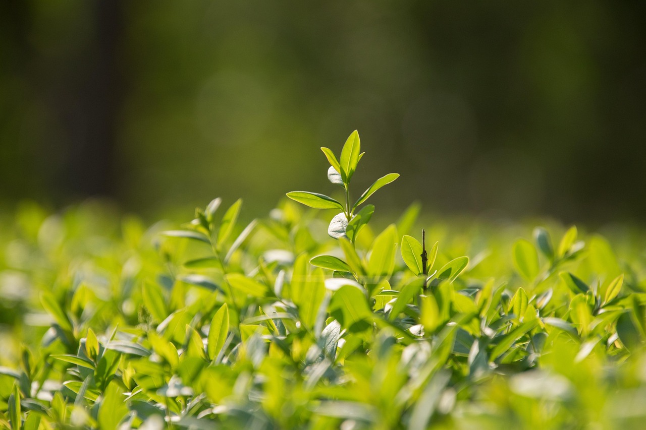 中國經(jīng)濟最新動態(tài)，穩(wěn)健增長的態(tài)勢與未來展望