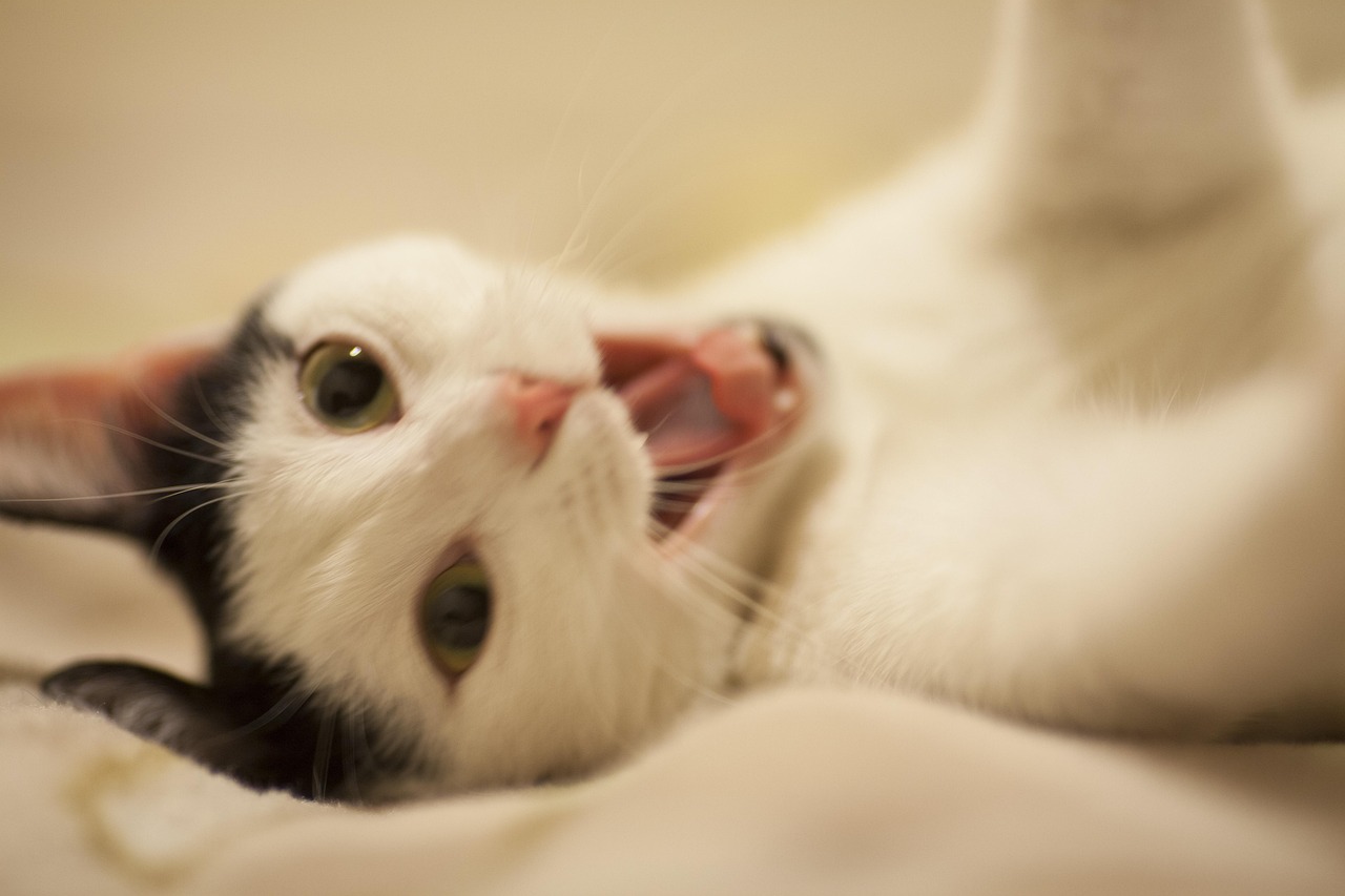 探索貓奴世界的新潮流與趣味，貓咪57最新動(dòng)態(tài)分享