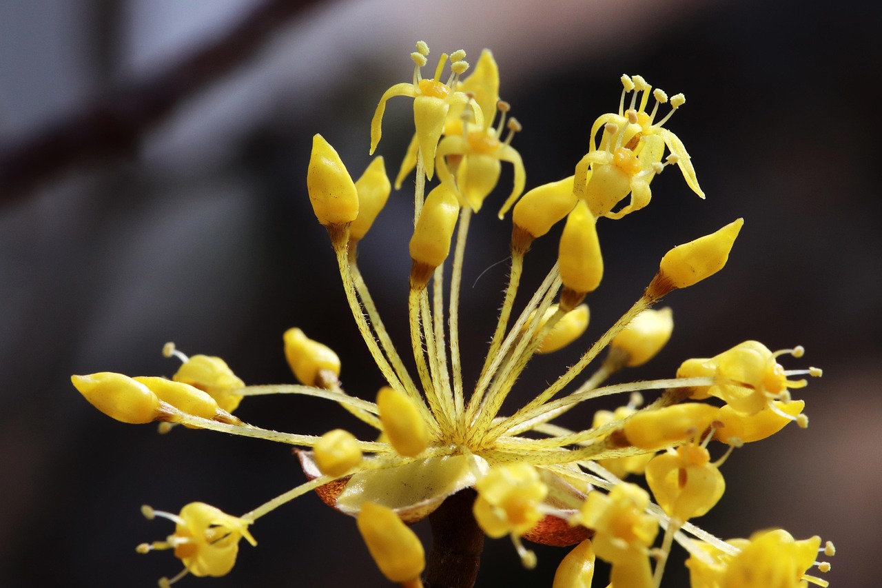 鬼畜將軍新動(dòng)態(tài)揭秘，先鋒力量探索未知領(lǐng)域的新征程