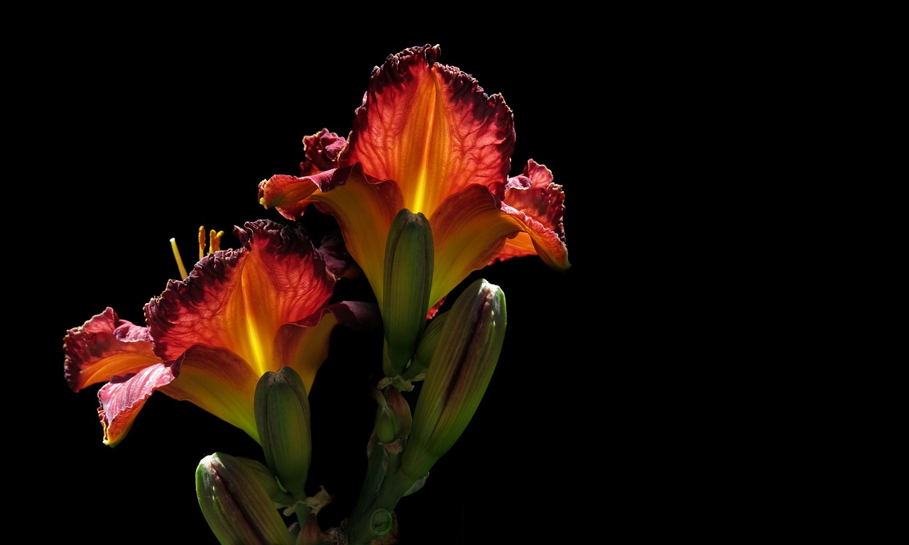 朵色進(jìn)貨價(jià)格表最新詳解及最新更新動(dòng)態(tài)