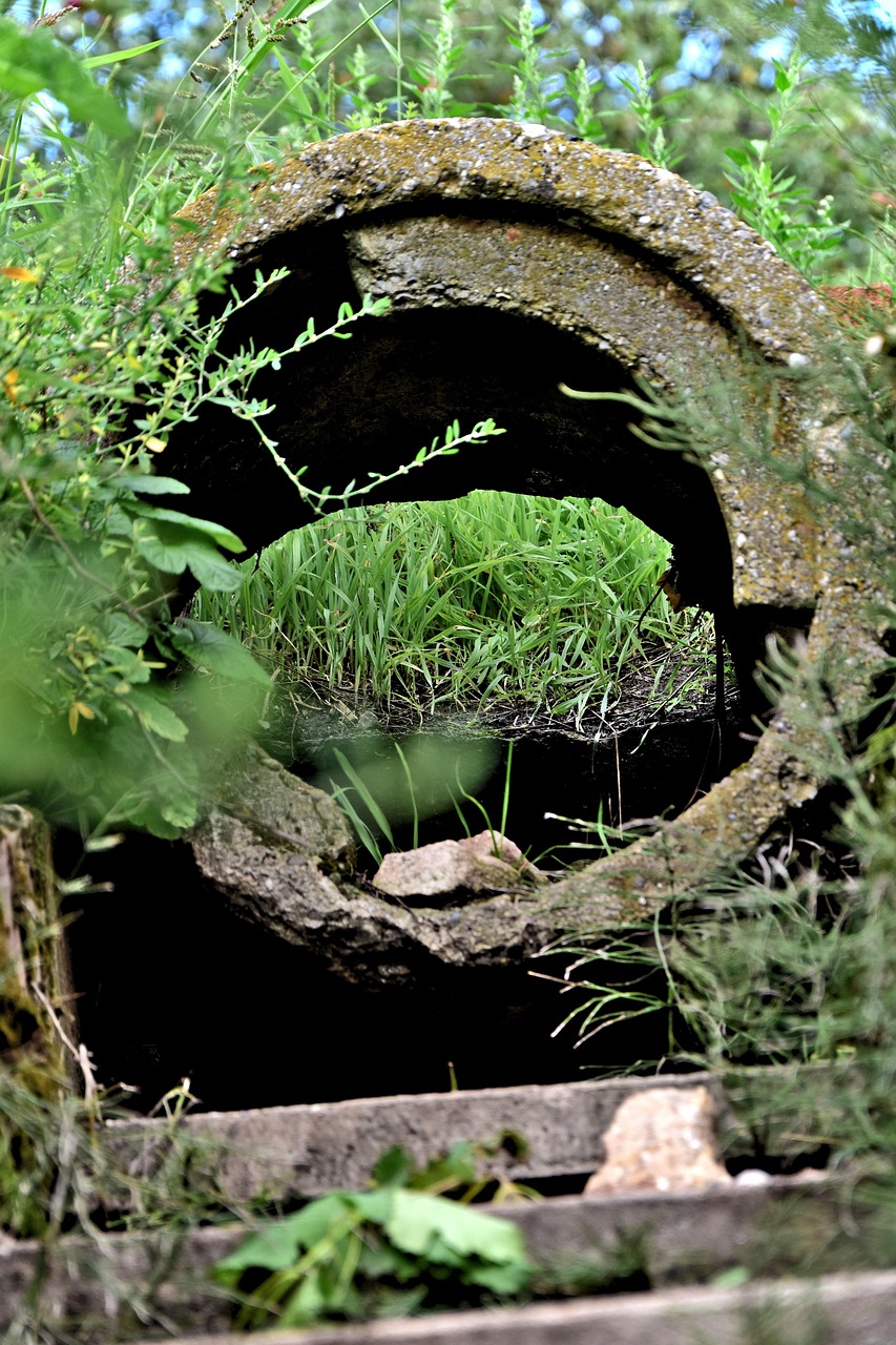 中央大柳樹(shù)項(xiàng)目最新動(dòng)態(tài)，綠色發(fā)展先鋒實(shí)踐進(jìn)展揭秘