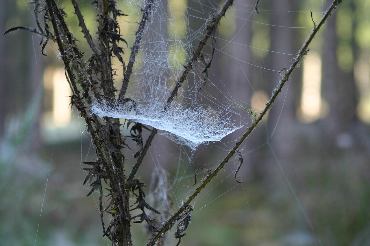 聽(tīng)風(fēng)于野 第10頁(yè)