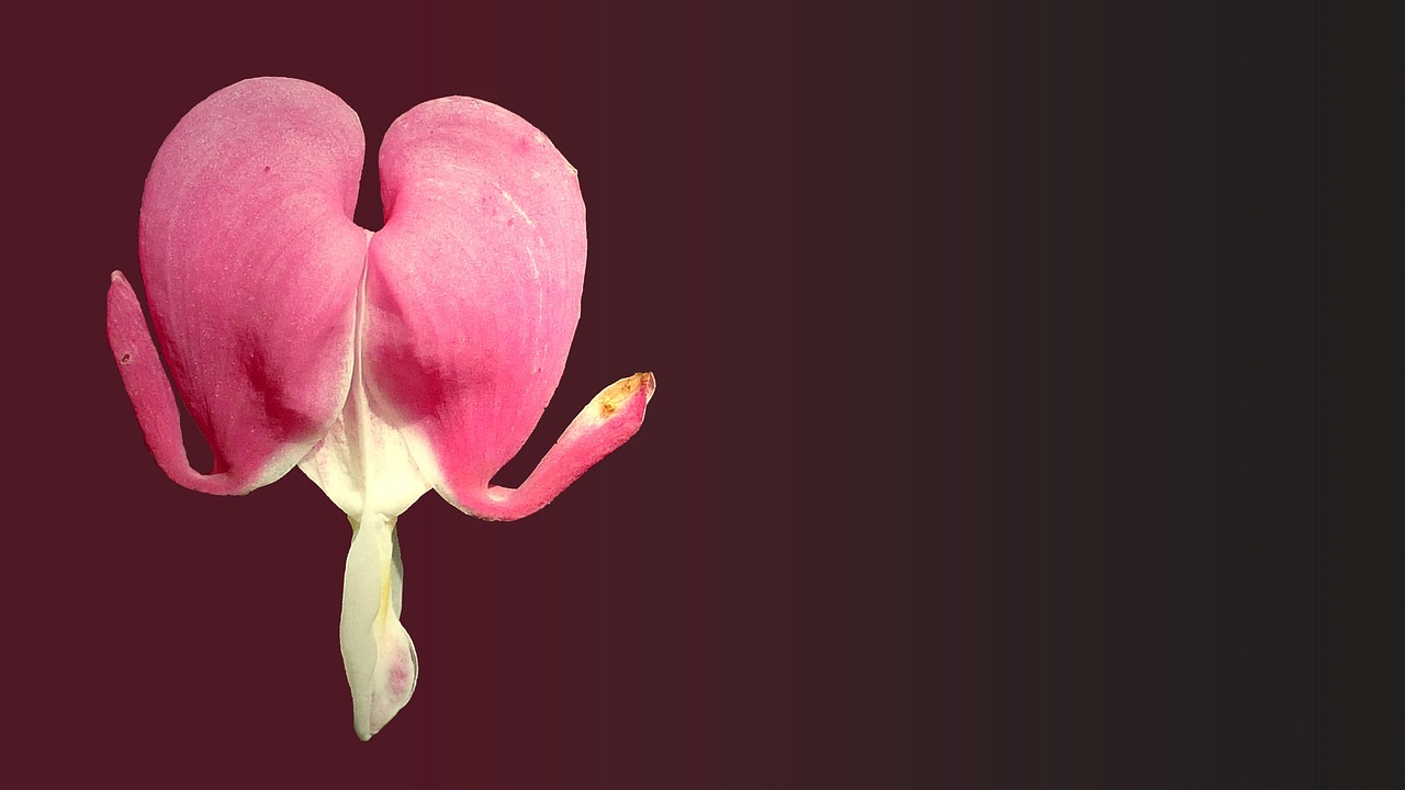 最新靈悼視頻，懷念與悼念的情感傳遞