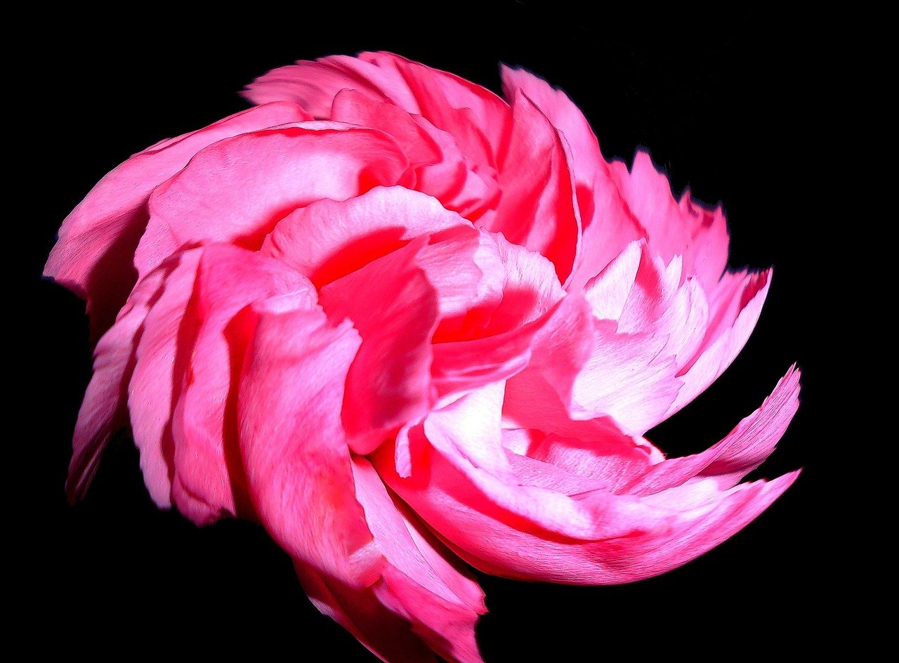 紅珊瑚電影，探索光影交織的藝術(shù)魅力