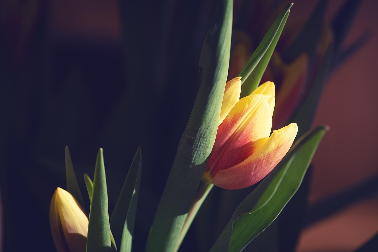 歲月流轉中的情感糾葛與成長歷程，花開那年月正圓電視劇回顧