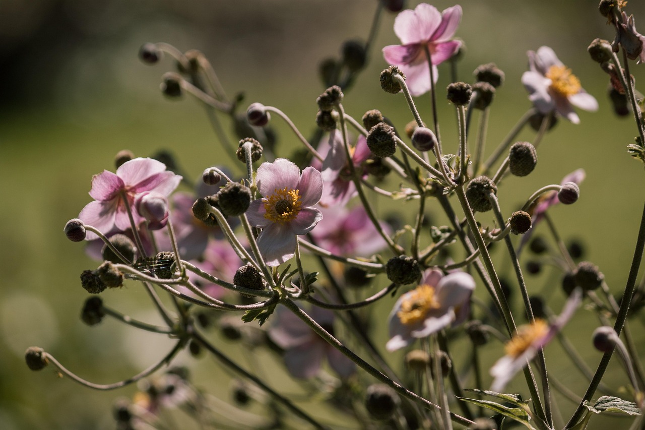 菲律賓疫情最新動(dòng)態(tài)，挑戰(zhàn)、應(yīng)對(duì)策略全面解讀