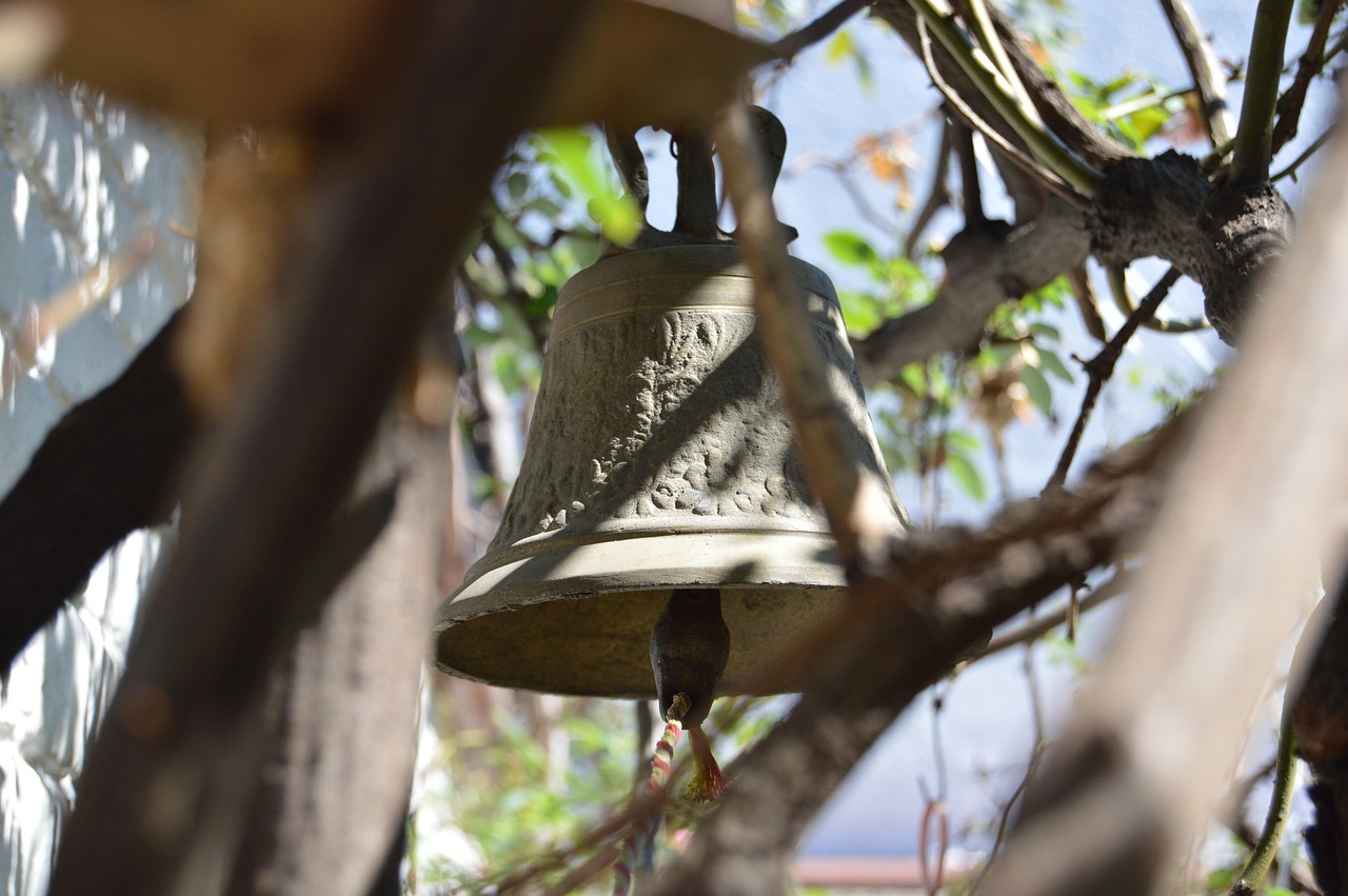 柑橘市場動態(tài)深度解析，最新市場動態(tài)及分析綜述