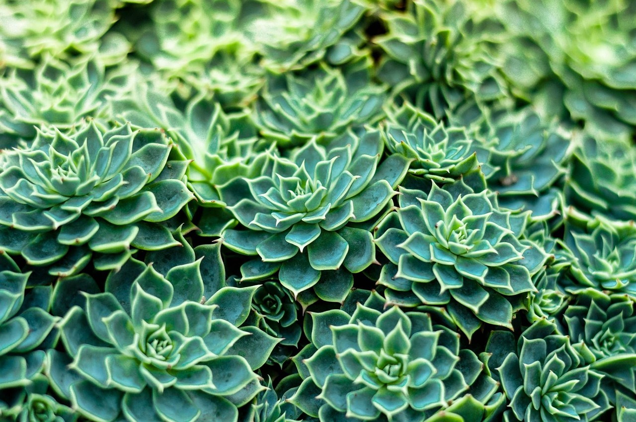 葉仙圖片價格詳解，探索與了解