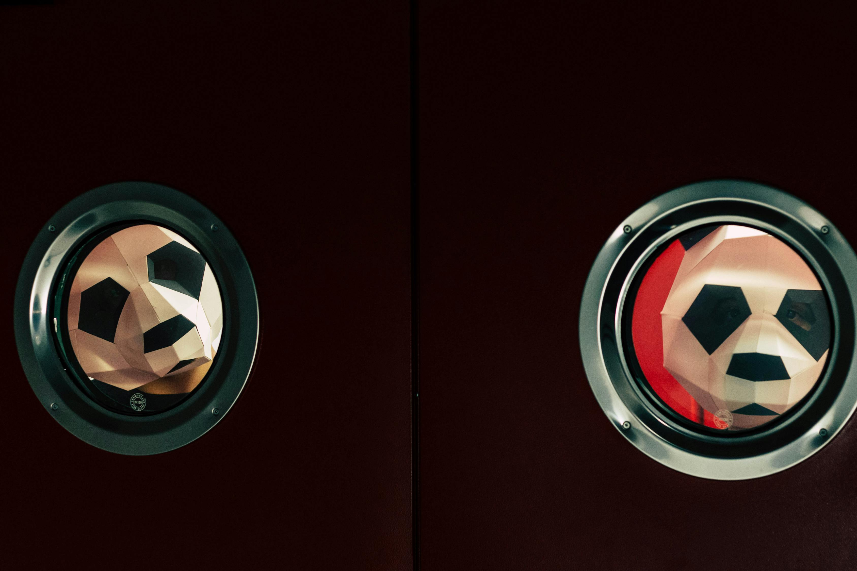 臥龍熊貓園最新動(dòng)態(tài)，探索與保護(hù)共融的熊貓家園新篇章