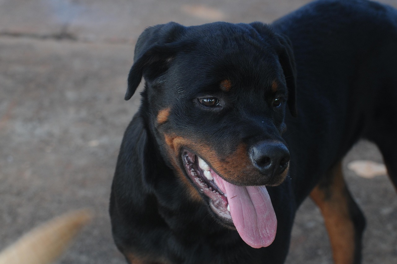 狗與動(dòng)漫，跨越次元的友情冒險(xiǎn)之旅