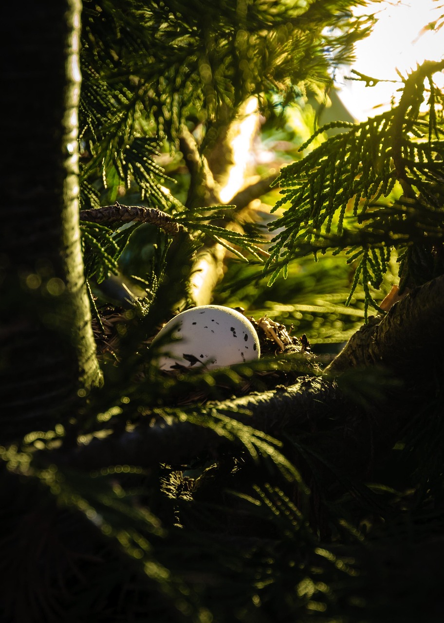 森林刺新篇章，探索神秘森林的未知奧秘