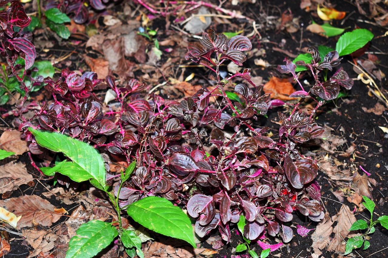 水蛭價格行情及深度分析