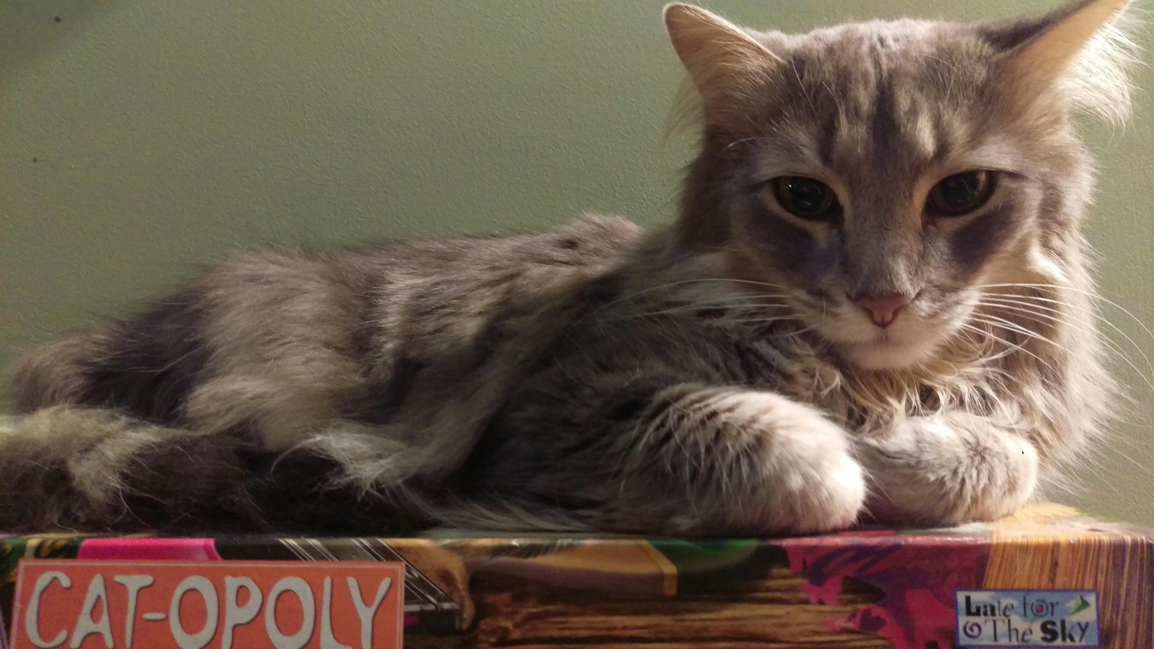 貓咪大戰(zhàn)最新版下載攻略，游戲魅力與體驗分享