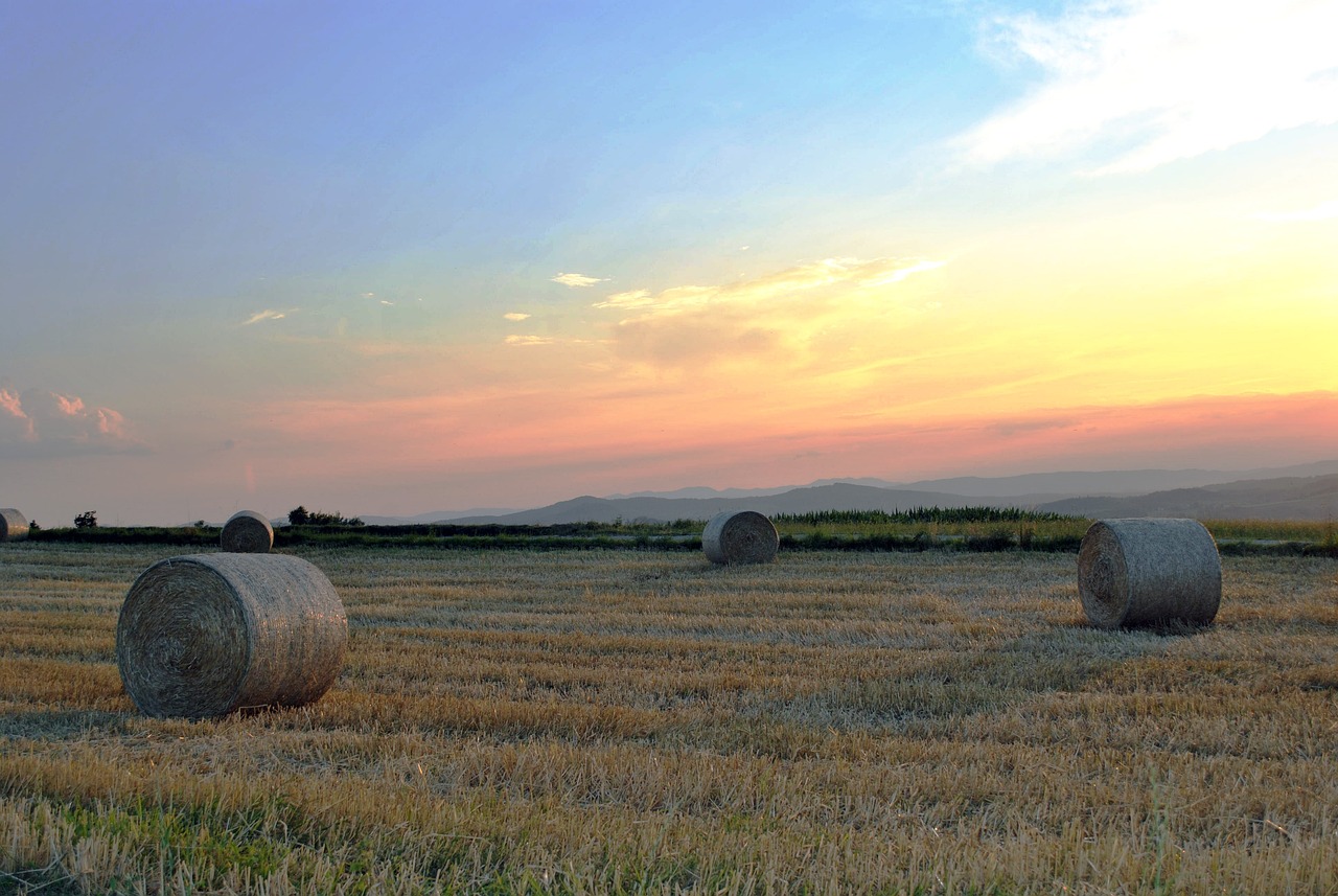 最新農(nóng)村扶持政策，推動(dòng)鄉(xiāng)村振興的關(guān)鍵力量