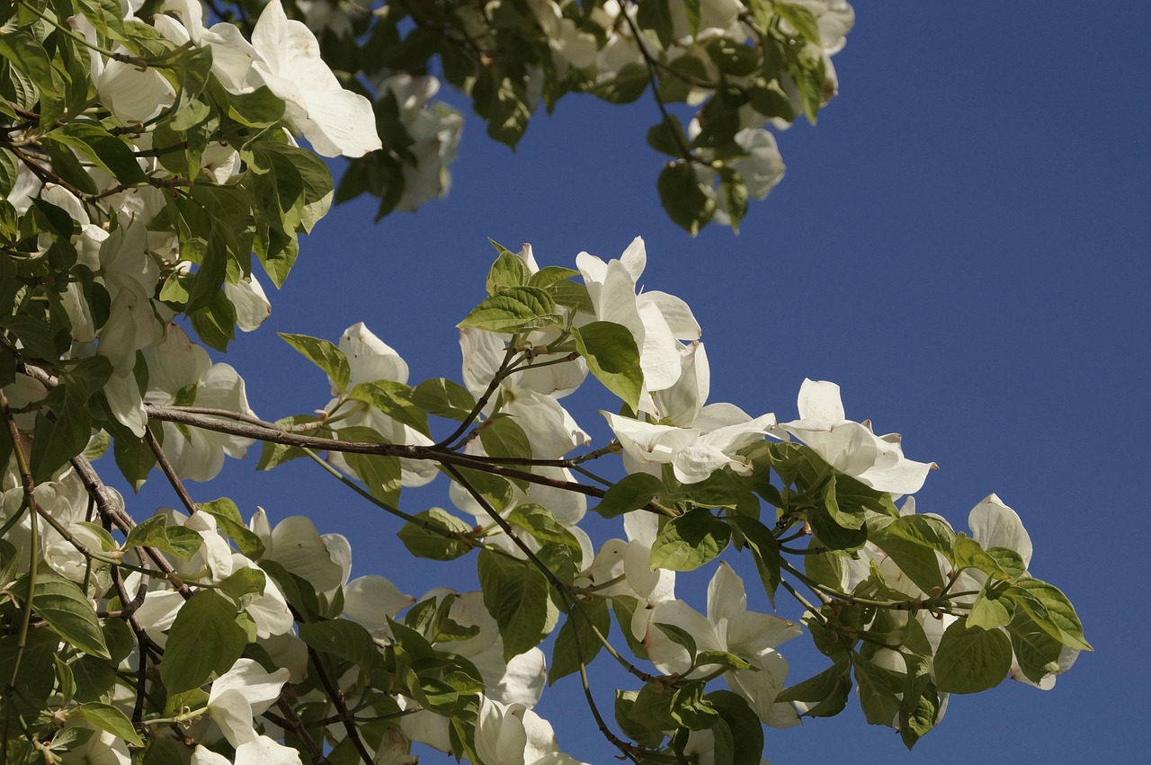 腎臟疾病前沿進展研究動態(tài)及最新進展概述