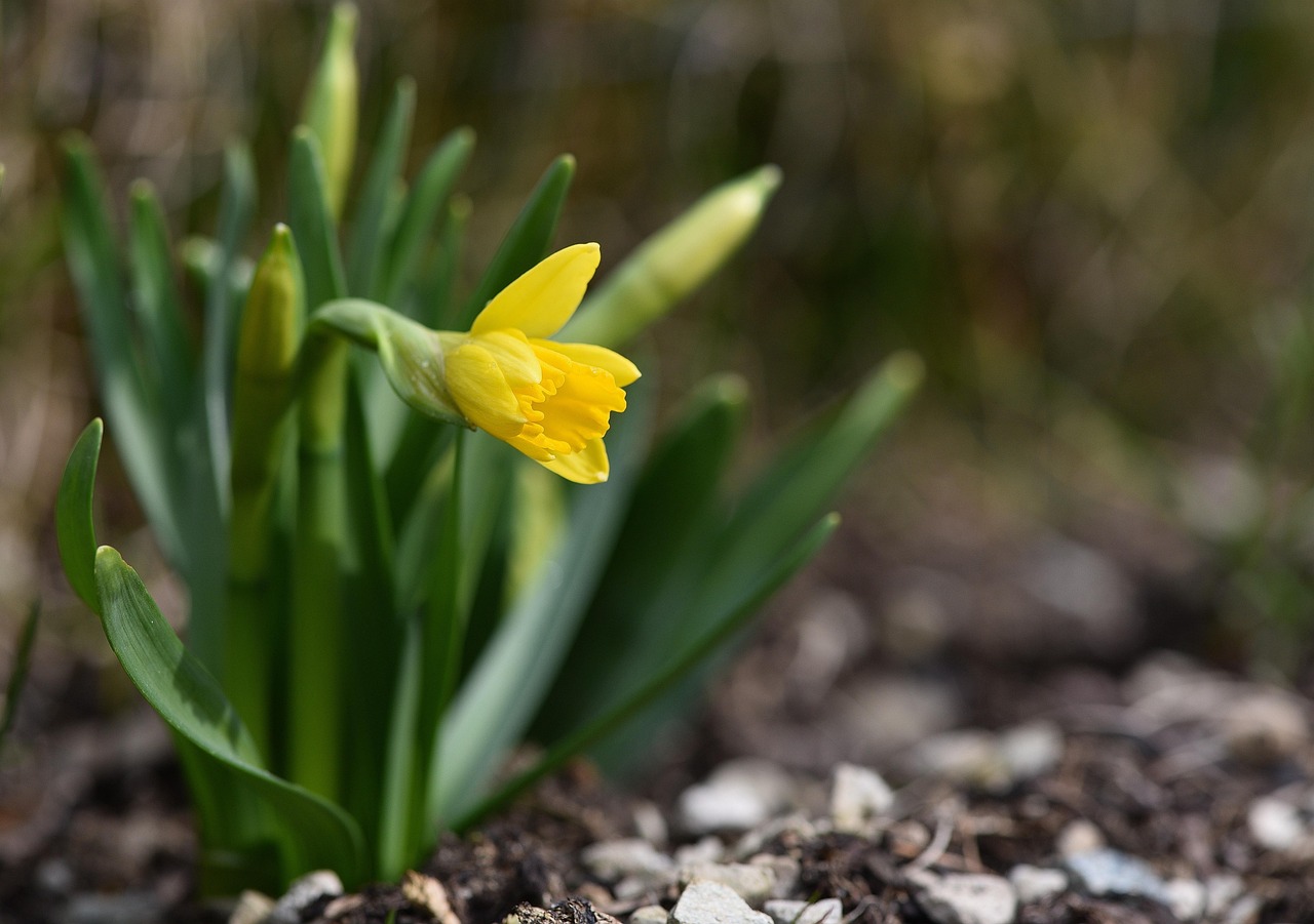 桃花依舊新篇章開(kāi)啟，時(shí)光流轉(zhuǎn)，桃花依舊盛開(kāi)