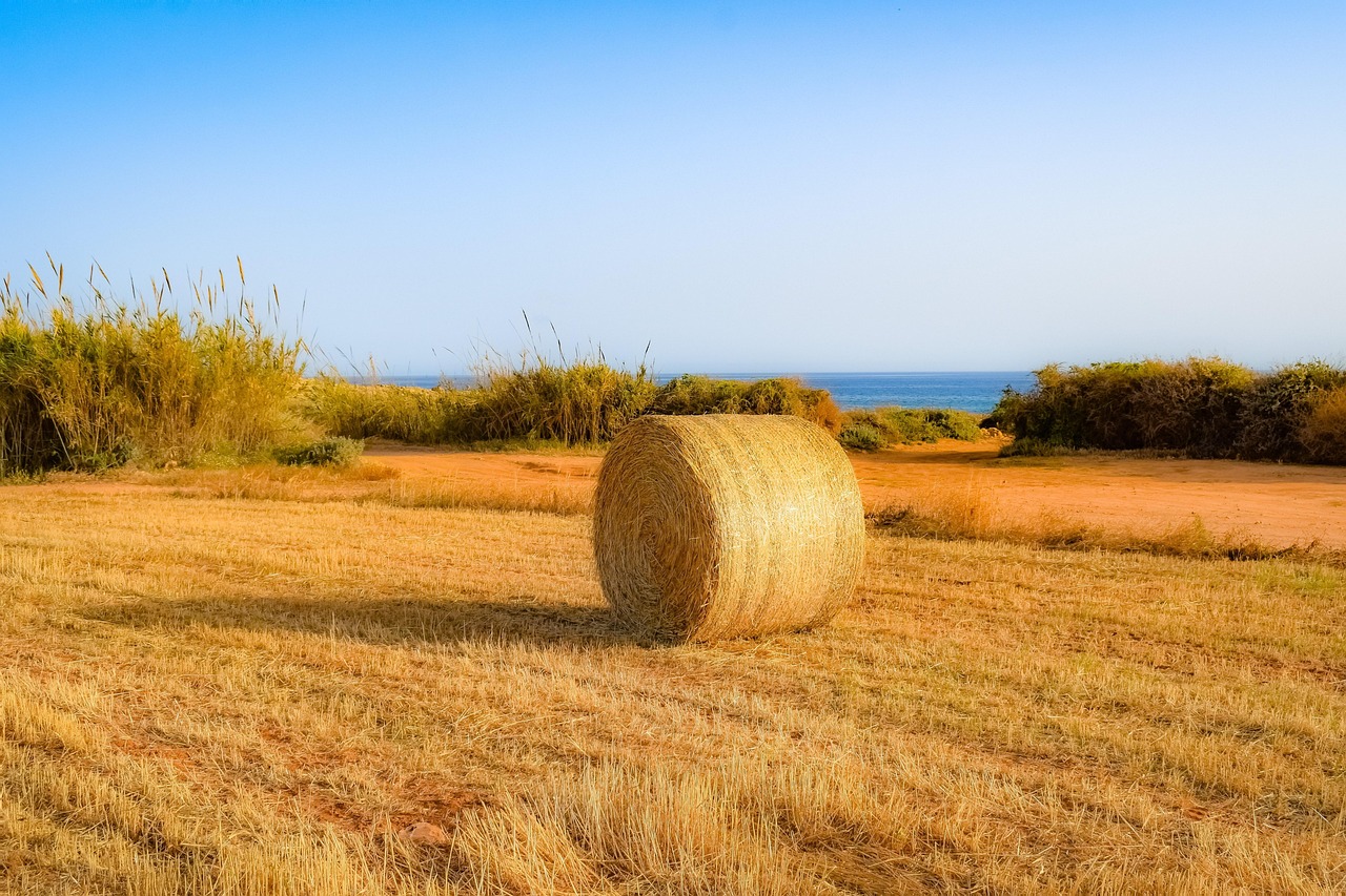 側柏苗價格及市場分析
