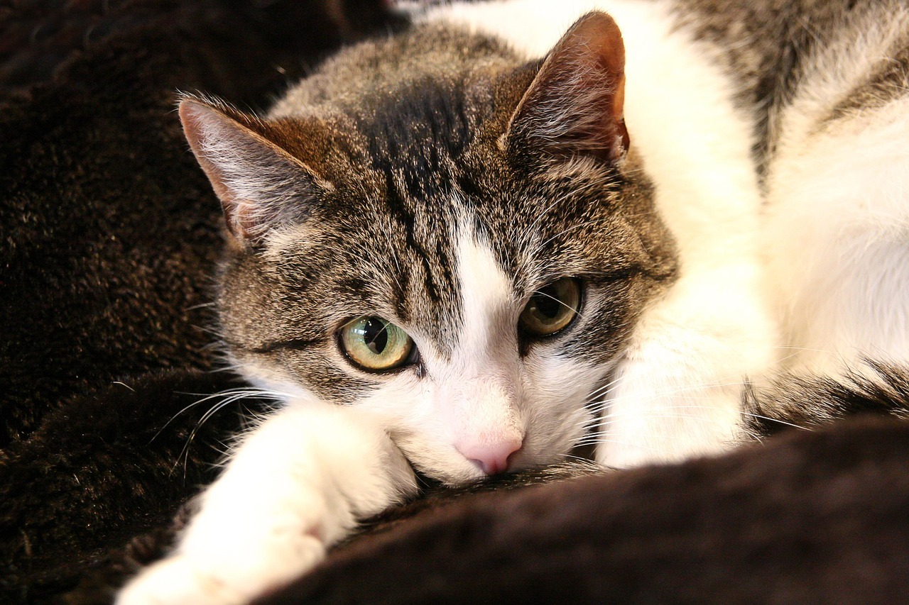 錫業(yè)股份股票最新消息深度解析與動(dòng)態(tài)關(guān)注