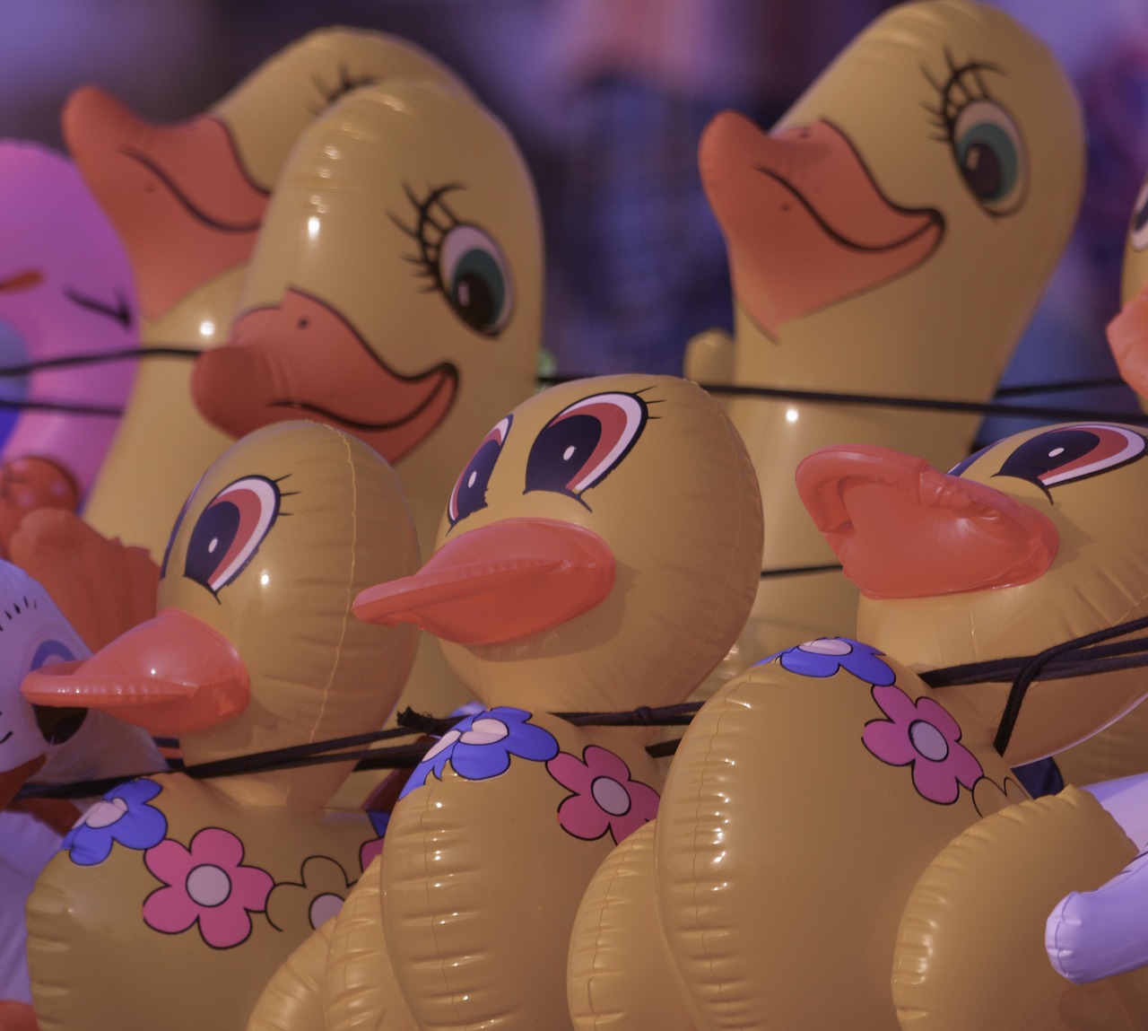 最新小黃鴨視頻，萌態(tài)可掬，歡樂無限時光