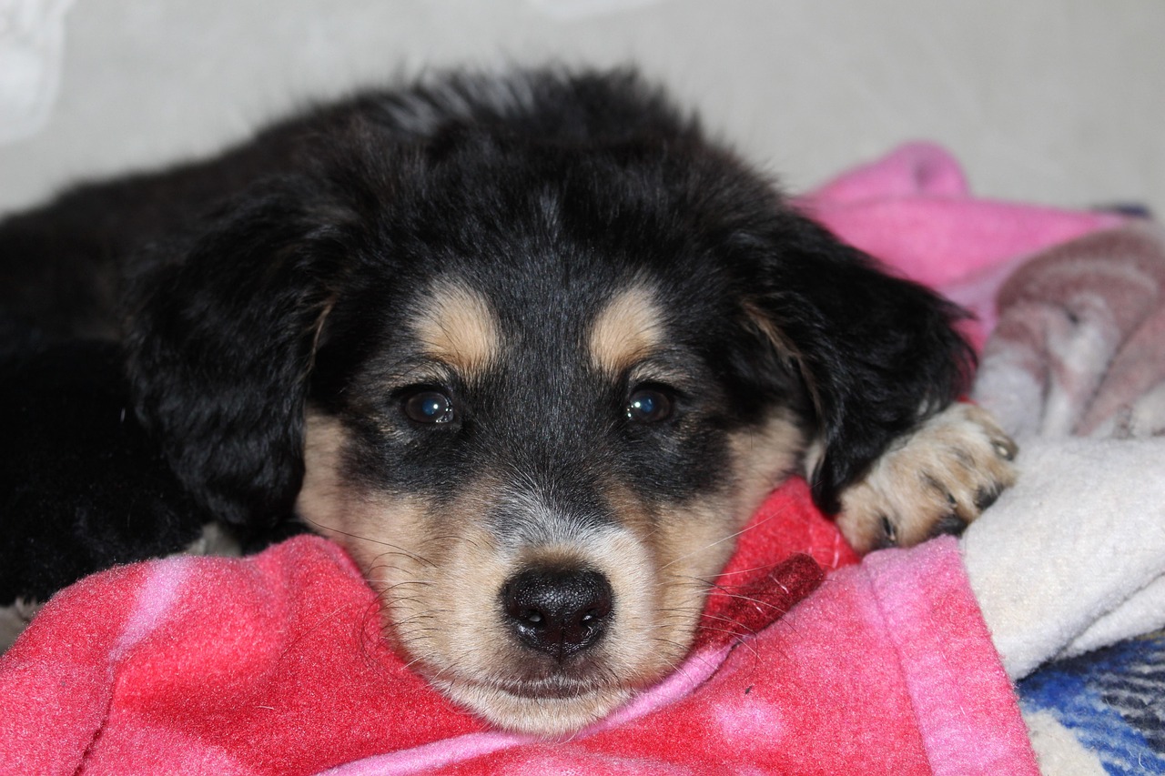 狗比賽究竟比拼的是什么？揭秘比賽核心要素