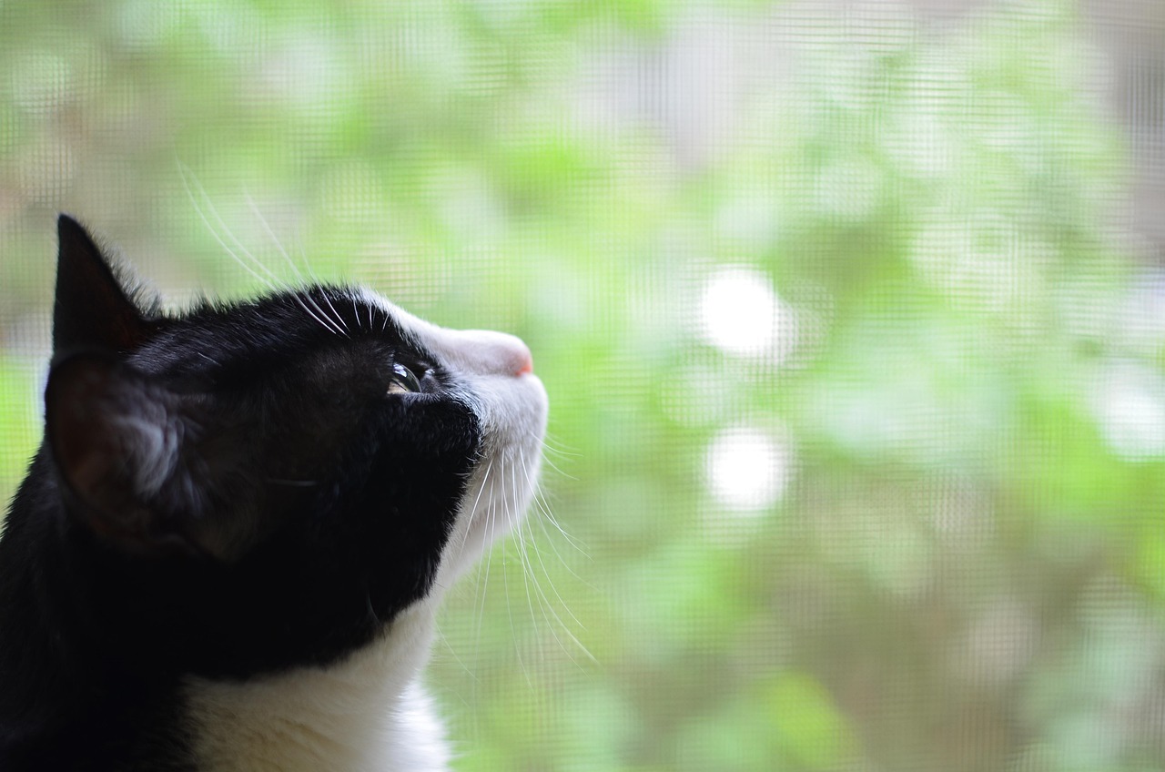 貓的孩子完整演員表