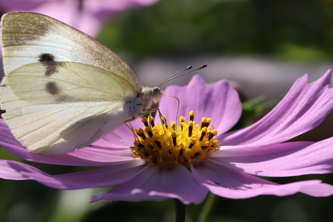 最新英文抒情歌曲，探索音樂中的情感宇宙
