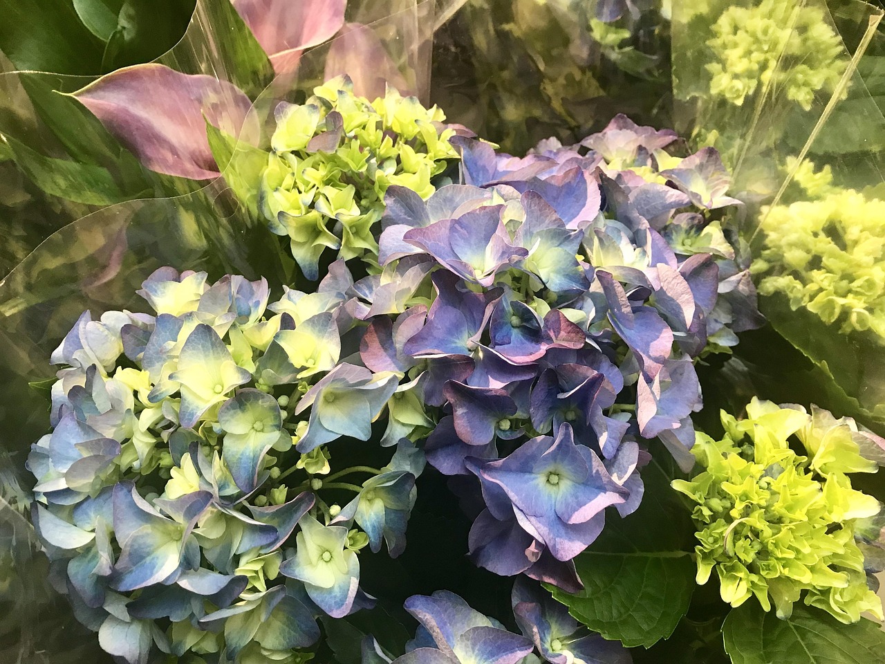 楊梅演員，熒屏之星，獨(dú)特魅力閃耀綻放