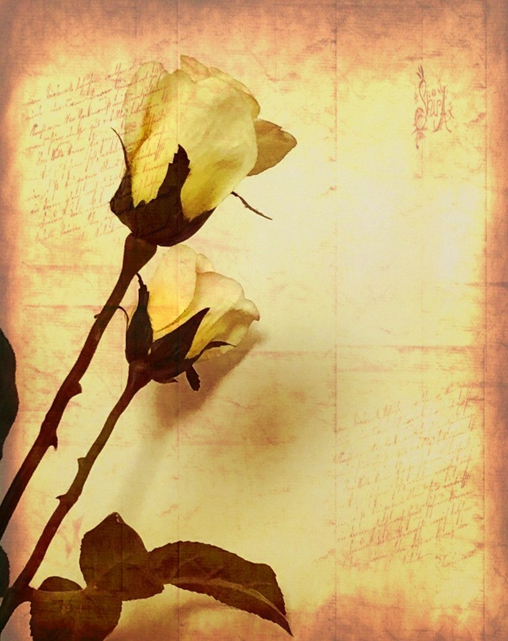 佛系動(dòng)漫，心靈的藝術(shù)展現(xiàn)