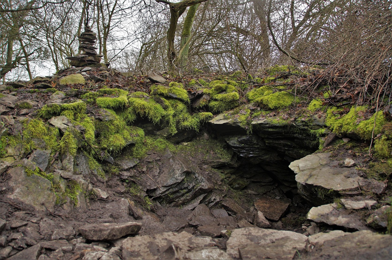 新疆近期老虎動(dòng)態(tài)揭秘，探尋神秘自然現(xiàn)象之旅